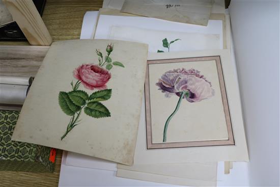 A folio of 19th century watercolours; botanical studies Largest 36 x 28cm.